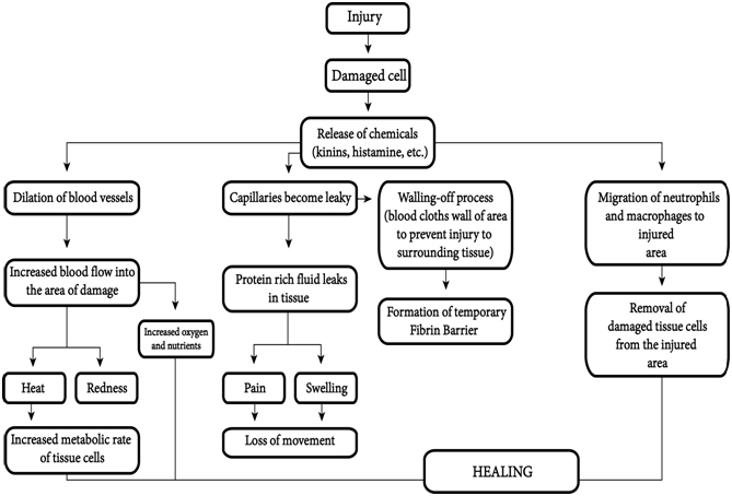 Understanding inflammation